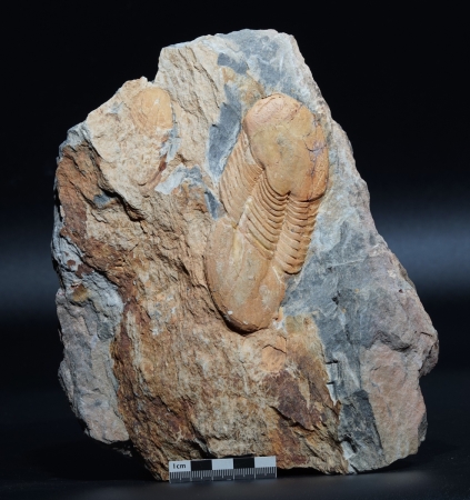 Ectilaenus giganteus | Ordovizium | Valongo