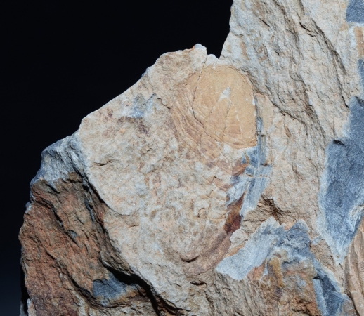Ectilaenus giganteus | Ordovizium | Valongo