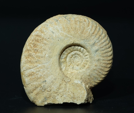 Hecticoceras sp. | Callovium | Poitou