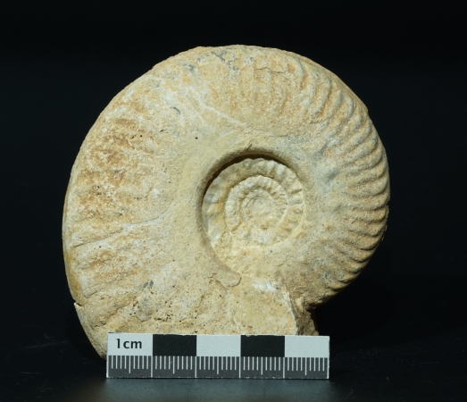 Hecticoceras sp. | Callovium | Poitou
