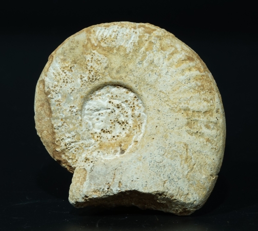 Hecticoceras sp. | Callovium | Poitou