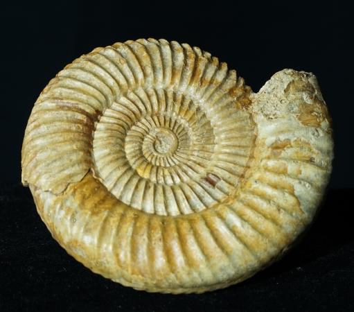 Parkinsonia sp. | Bajocium | Bayeux