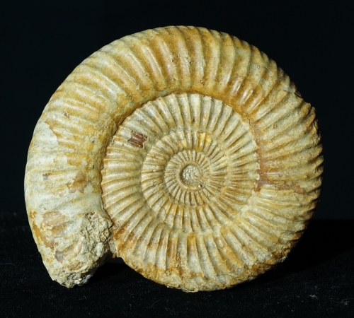 Parkinsonia sp. | Bajocium | Bayeux