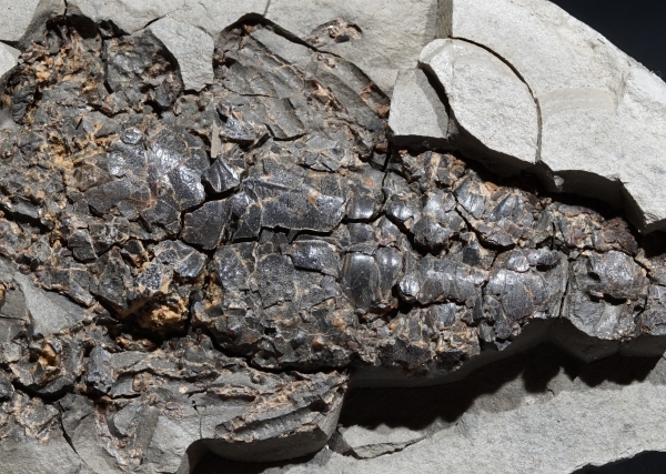 Astacus sp. | Pliozän | Willershausen