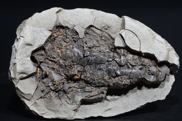 Astacus sp. | Pliozän | Willershausen