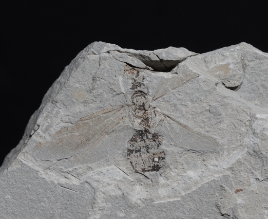 Camponotites silvestris | Pliozän | Willershausen