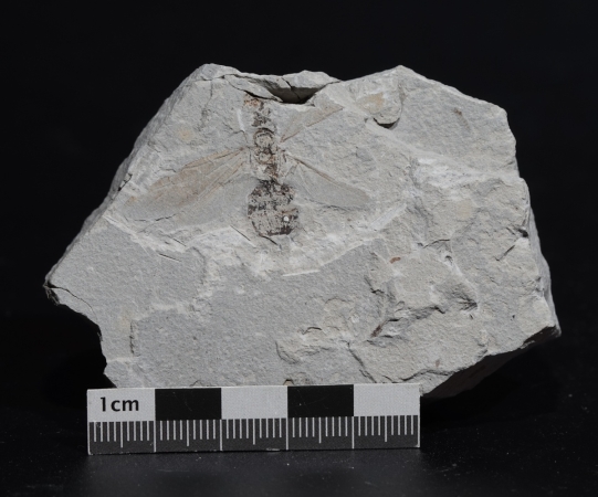 Camponotites silvestris | Pliozän | Willershausen