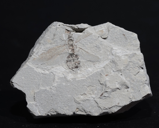 Camponotites silvestris | Pliozän | Willershausen