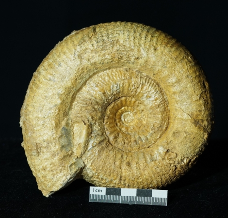 Stephanoceras sp. | Bajocium | Etterville