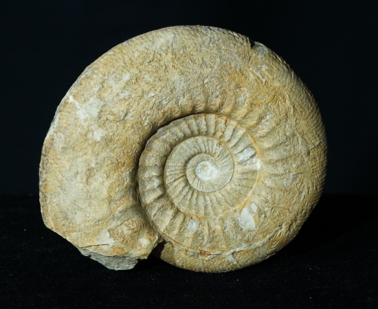 Lithacosphinctes pseudoachilles | Kimmeridgium | Gräfenberg
