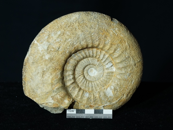 Lithacosphinctes pseudoachilles | Kimmeridgium | Gräfenberg