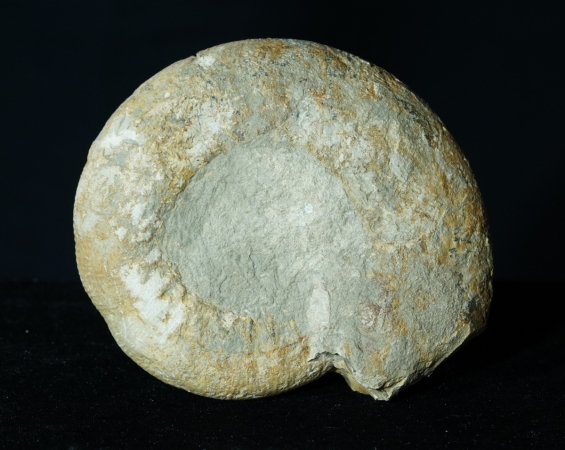 Lithacosphinctes pseudoachilles | Kimmeridgium | Gräfenberg