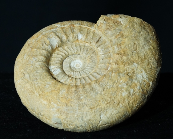 Lithacosphinctes pseudoachilles | Kimmeridgium | Gräfenberg