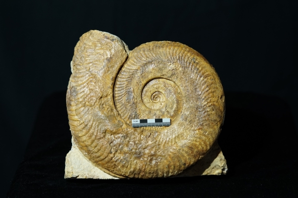 Harpoceras sp. | Toarcium | Thouars