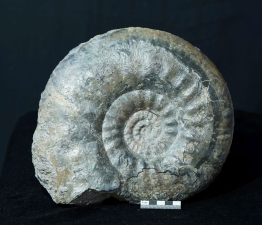 Procerites sp. | Bathonium | Caen