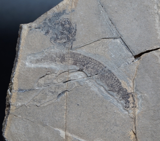 Apateon pedestris | Rotliegend | Odernheim