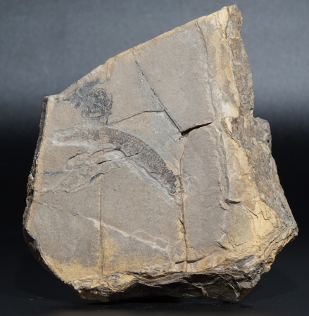 Apateon pedestris | Rotliegend | Odernheim