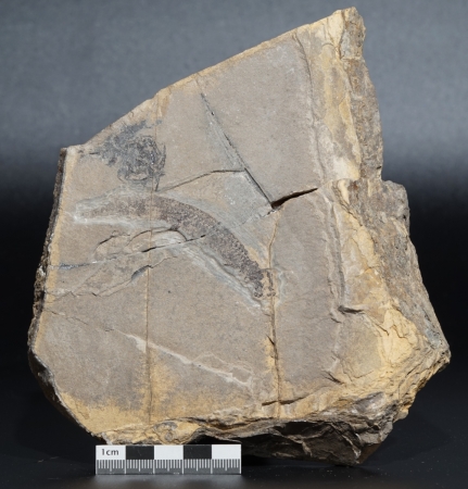 Apateon pedestris | Rotliegend | Odernheim
