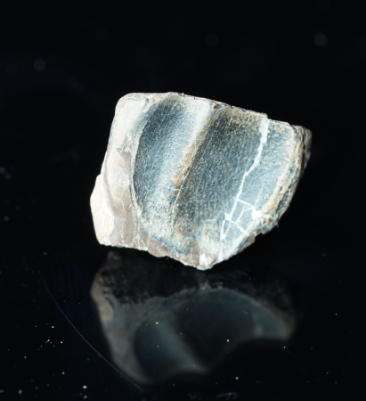 Triceratops horridus | Lance Formation | Wyoming