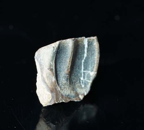 Triceratops horridus | Lance Formation | Wyoming