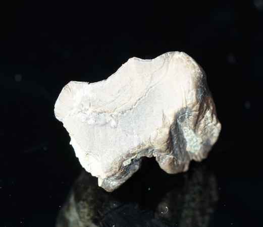 Triceratops horridus | Lance Formation | Wyoming