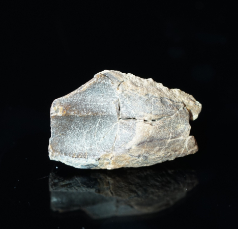 Triceratops horridus | Lance Formation | Wyoming