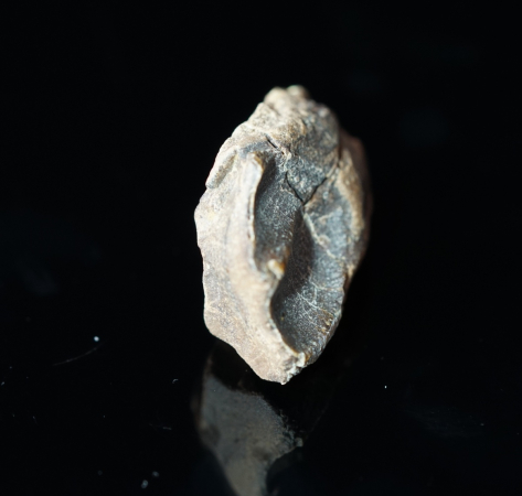Triceratops horridus | Lance Formation | Wyoming