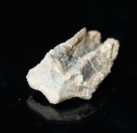 Triceratops horridus | Lance Formation | Wyoming