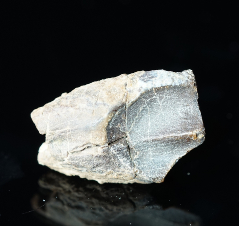 Triceratops horridus | Lance Formation | Wyoming
