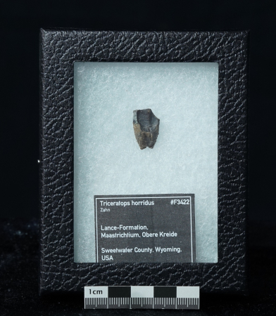 Triceratops horridus | Lance Formation | Wyoming