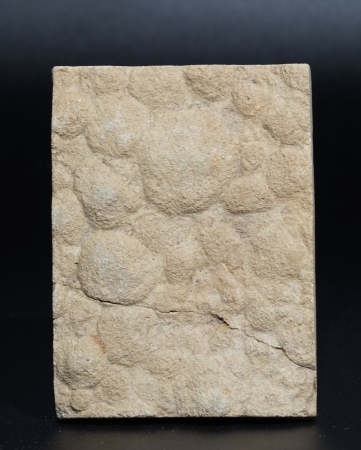 Nemiana simplex | Ediacarium | Ukraine