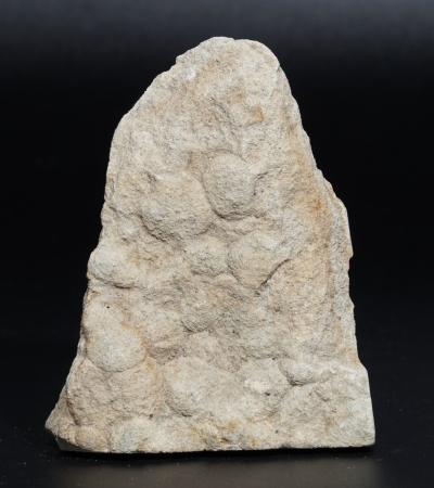 Nemiana simplex | Ediacarium | Ukraine