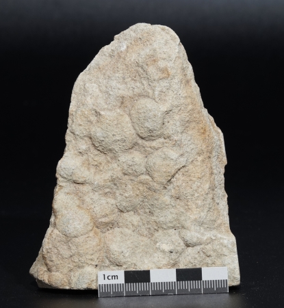 Nemiana simplex | Ediacarium | Ukraine