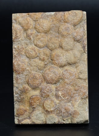 Nemiana simplex | Ediacarium | Ukraine