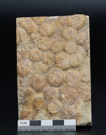 Nemiana simplex | Ediacarium | Ukraine