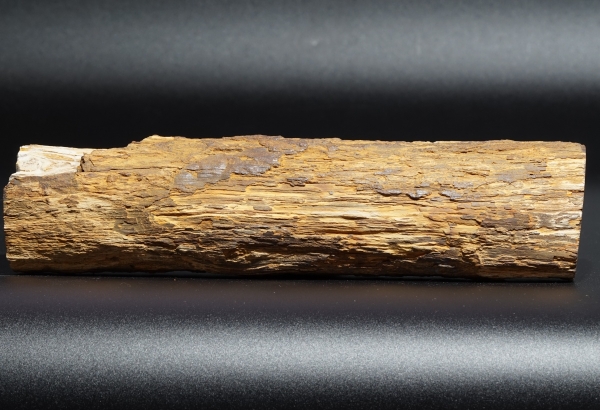 Fossiles Holz | Oberkreide | Kelmis