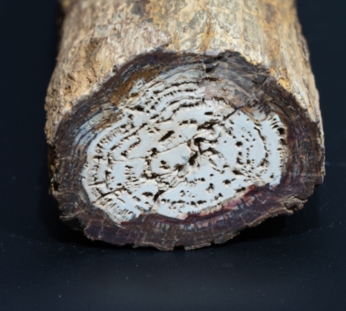 Fossiles Holz | Oberkreide | Kelmis