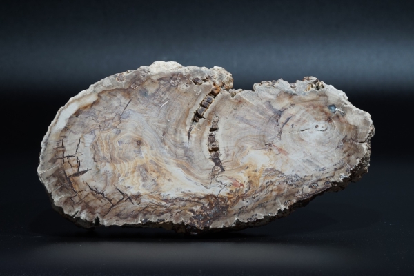 Fossiles Holz | Oberkreide | Kelmis