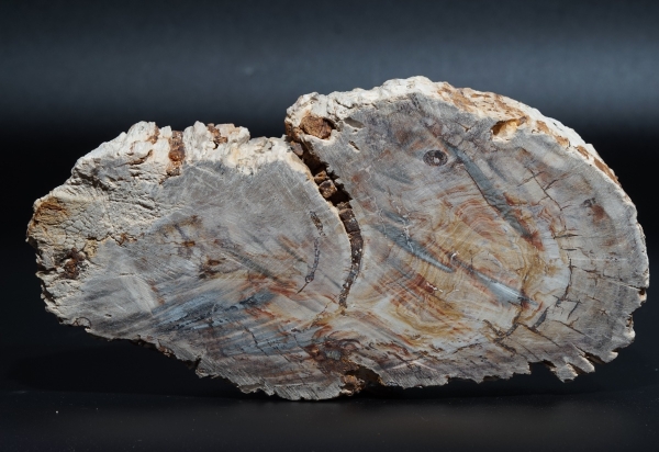 Fossiles Holz | Oberkreide | Kelmis
