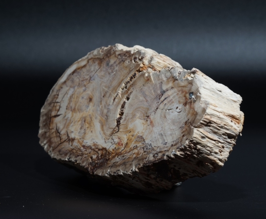 Fossiles Holz | Oberkreide | Kelmis