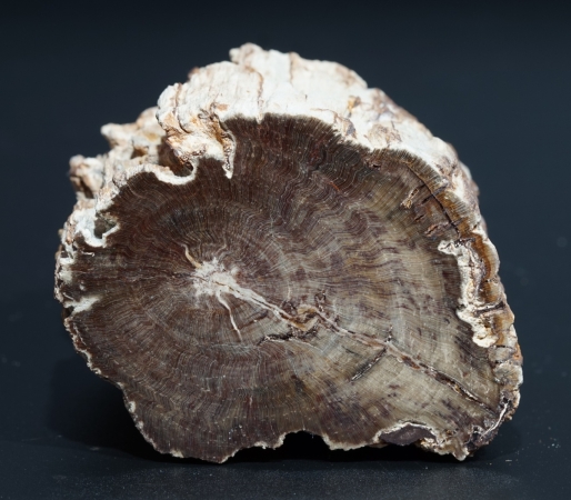 Fossiles Holz | Oberkreide | Kelmis