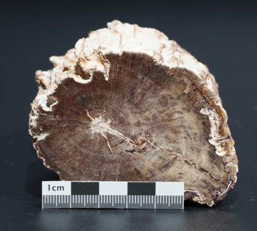 Fossiles Holz | Oberkreide | Kelmis