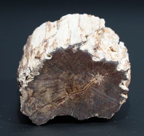 Fossiles Holz | Oberkreide | Kelmis
