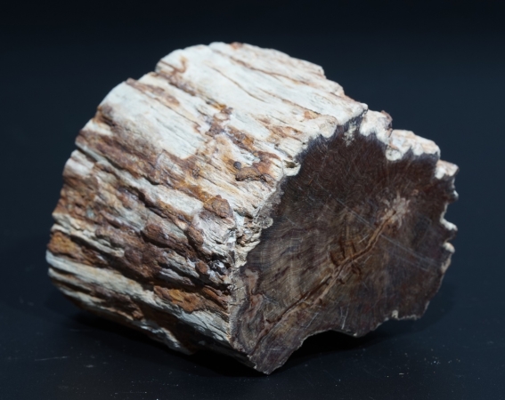 Fossiles Holz | Oberkreide | Kelmis