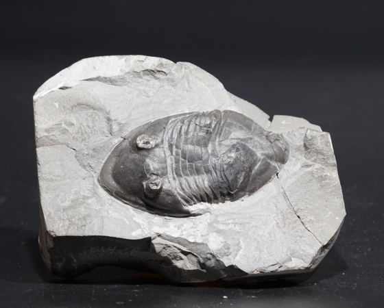 Isotelus gigas | Ordovizium | Bowmanville