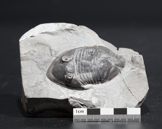 Isotelus gigas | Ordovizium | Bowmanville