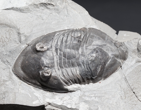 Isotelus gigas | Ordovizium | Bowmanville