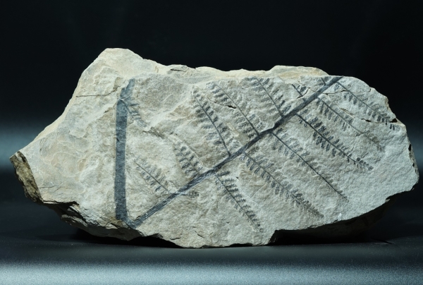 Pecopteris sp. | Perm | Wiesweiler