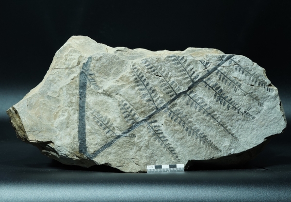 Pecopteris sp. | Perm | Wiesweiler