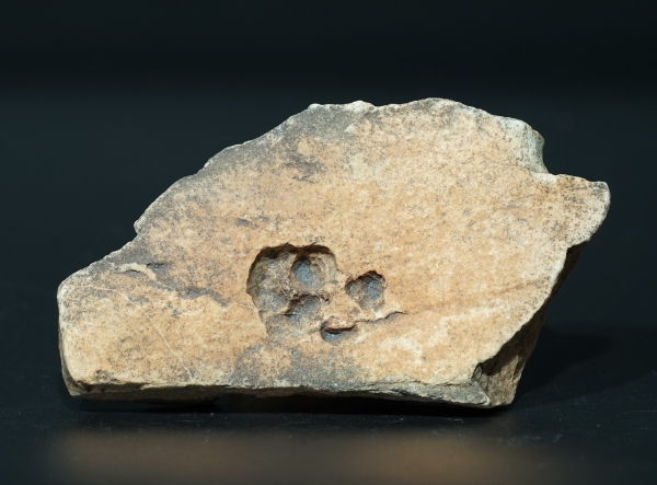 Namacalathus hermanastes | Ediacarium